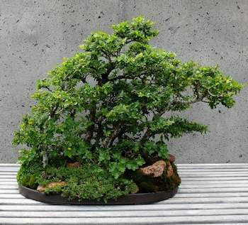 A full grown chinese elm
