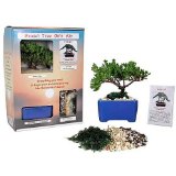 Bonsai tree gift kit