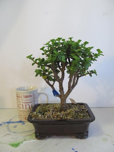 a miniature jade bonsai