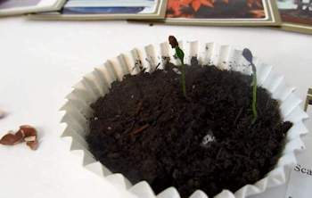The seedlings
