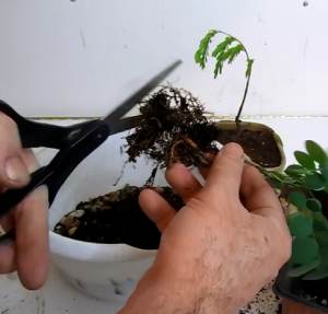Trim the roots of the bonsai