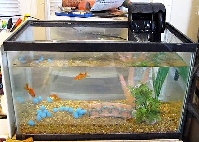 small goldfish tank with filter
