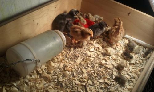 Here are some baby chicks that Kellyn has just hatched!