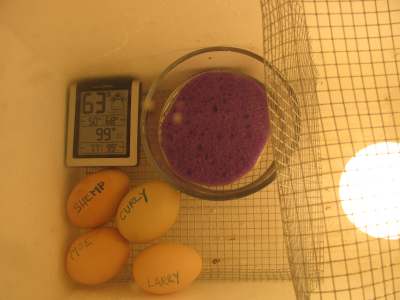 Homemade Egg Incubator Make an egg incubator for chickens