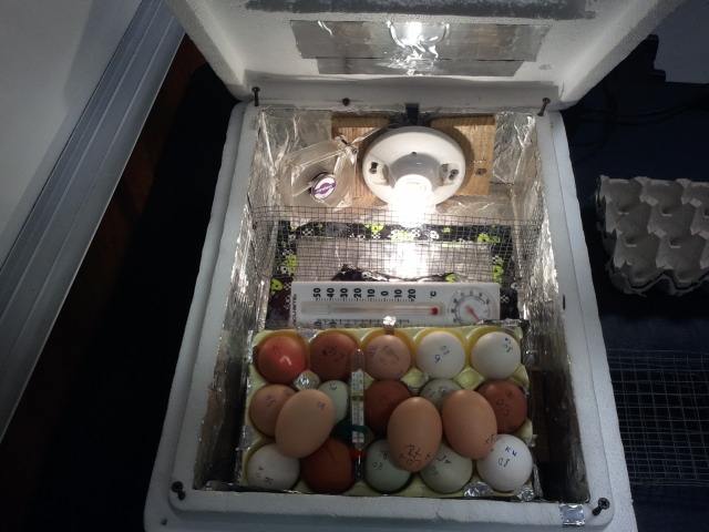 Make incubator duck eggs  incubator Chicken