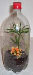 beautiful soda bottle terrarium