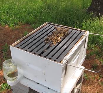 Bees on the hive