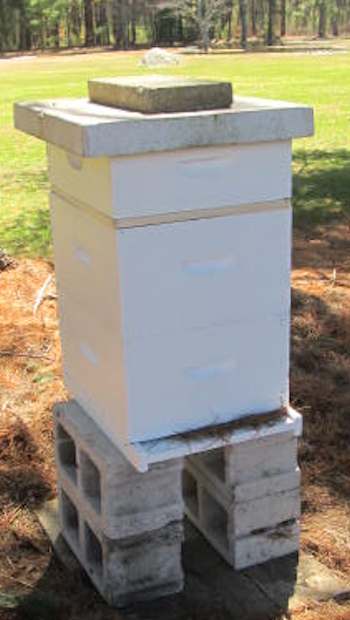 The beehive