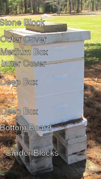 The parts of a beehive