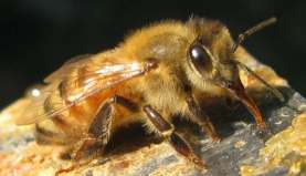 Closeup of a bee