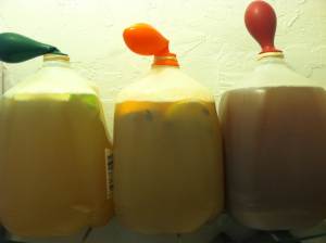 Three batches of mead in plastic jugs