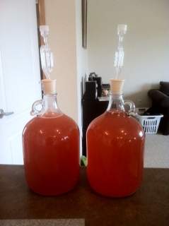 Two batches of cherry mead