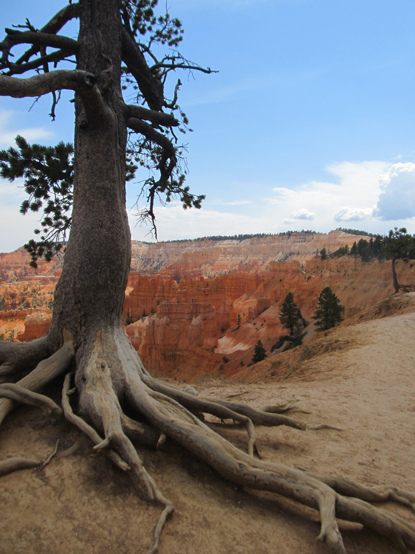 A tree at Bryce Canyon