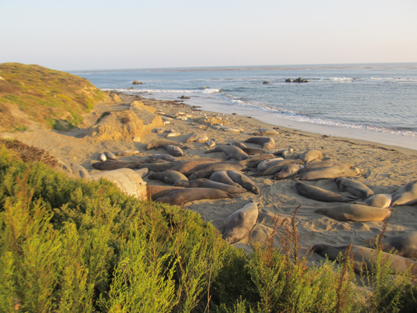 A group of elephant seals