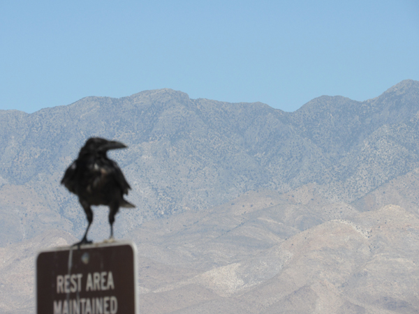 A crow in the desert