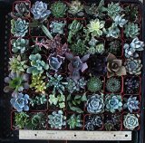 20 Gorgeous Succulents in 2