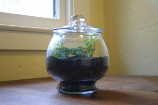 A Round Apothecary Jar Terrarium