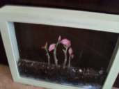 Terrariuim as Art