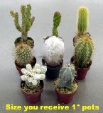 Instant Cactus collection