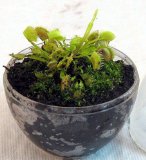 Small Carnivorous Terrarium