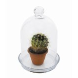 Cloche with a cactus