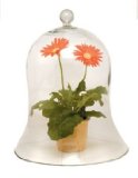 Cloche with flowers
