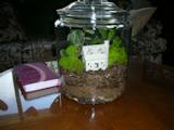 A cookie Jar terrarium