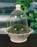 Dome Jar terrarium