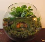 A hobbit terrarium