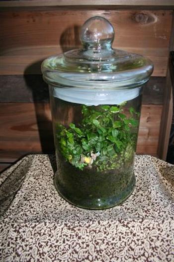 Bottle garden in an apothecary jar