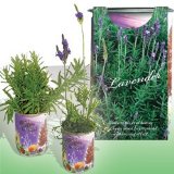 Magic Herb Lavender