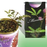 Magic Plant Mimosa