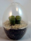 Living stone egg terrarium