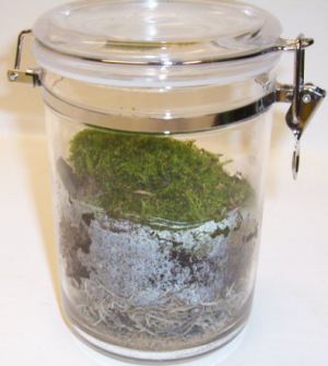 A simple Moss Terrrarium