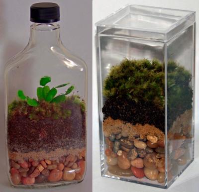 Two Terrariums by Nick