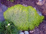 Scottish Moss