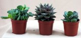 Adromischus Succulent Collection