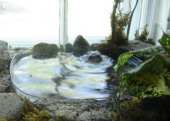 A terrarium or viviarium with a water pool and pump