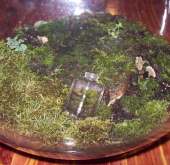 A Terrarrium within a Terrarium