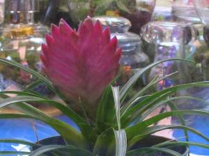Tillandsia Cyanea which I have never worked with before
