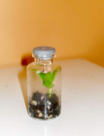 Tiny bottle terrarium