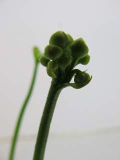 The Bud on the Flytrap