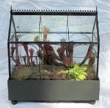 Gothic wardian case with Carnivorous plants