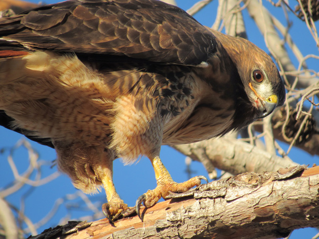 A Red Tailed Hawk