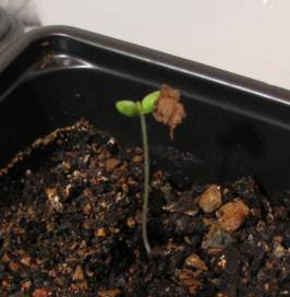 A sprouting seedling