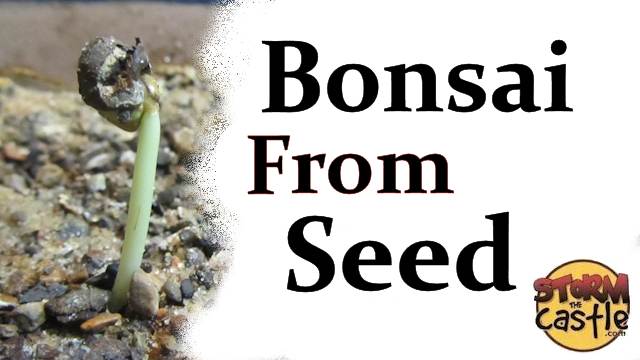 Bonsai from Seed banner large