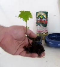 Bonsai seedlings