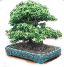 A bonsai Tree