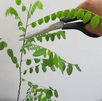 Pruning a bonsai