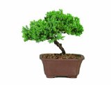 Brussels Juniper Bonsai